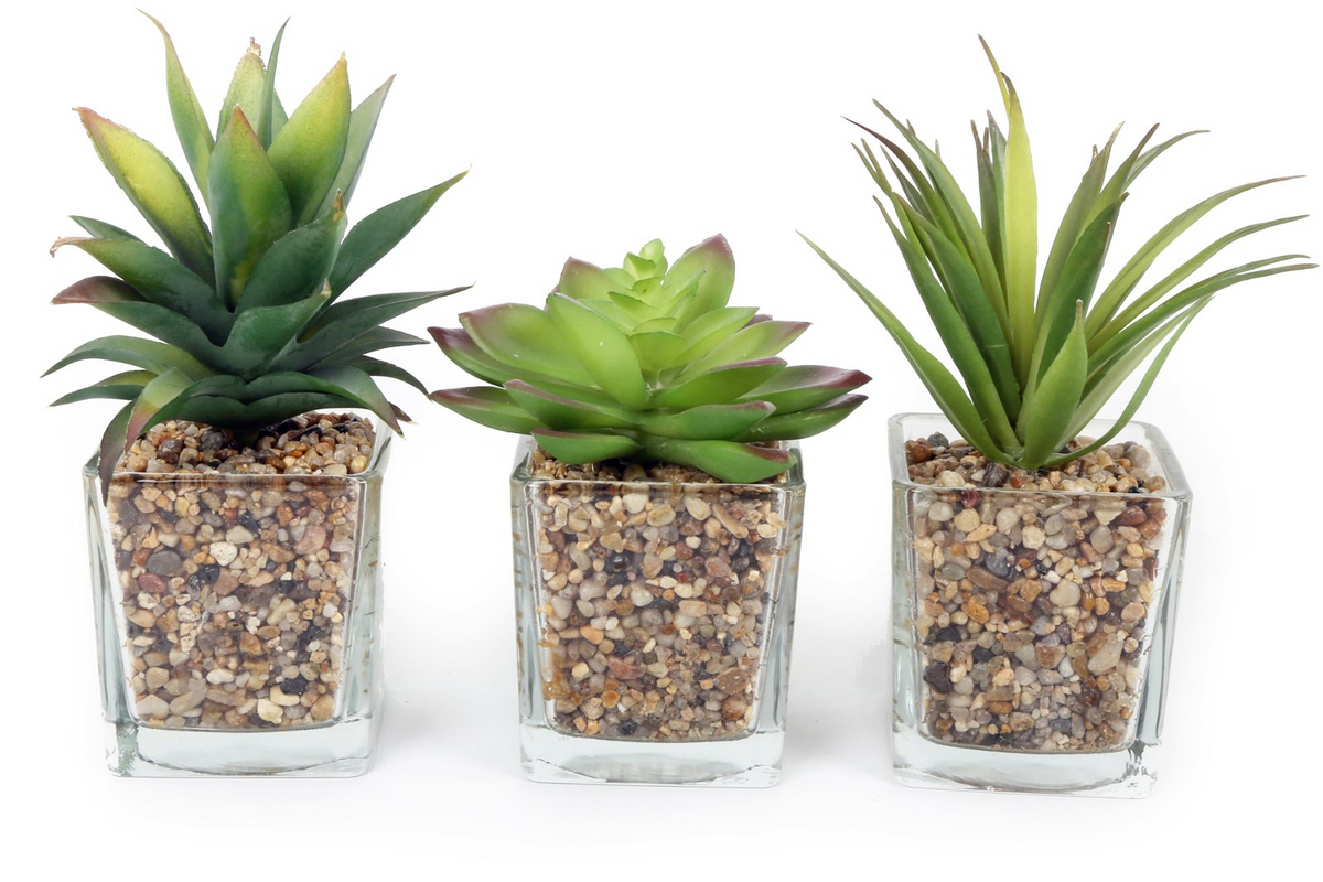 Set of Three Faux Succulents in Glass Pots - Lifelike and Low-Maintenance Plants for Stylish Decor