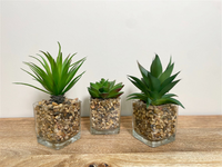 Set of Three Faux Succulents in Glass Pots - Lifelike and Low-Maintenance Plants for Stylish Decor