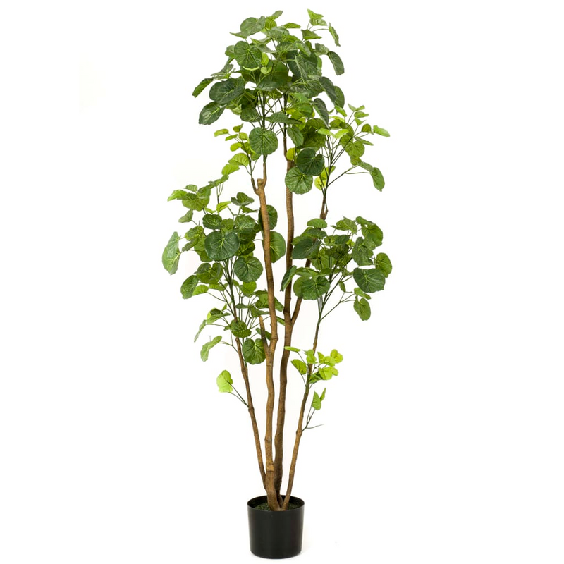 Emerald Artificial Polyscias Tree in Pot 160 cm - Lifelike Indoor Decor