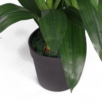 Artificial Cymbidium Orchid Plant | White Flowers | 100cm | Leaf Design