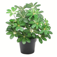 Artificial Arboricola Plant Umbrella Tree - Lifelike Botanical Decor