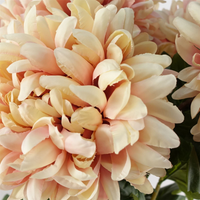 Artificial Flowers Extra Large Reflex Chrysanthemum - Pink 75cm - Leaf Design UK