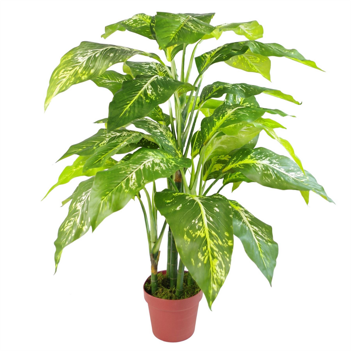 Artificial Plant Fox AglaonemaTree | Realistic 100cm Tall Replica Plant