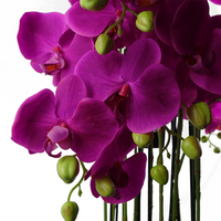 Giant Purple Orchid Plant - Artificial - 189 Flowers Real Touch