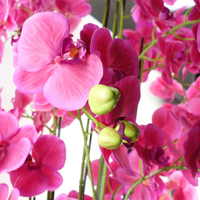 Giant Pink Orchid Plant - Artificial - Realistic Touch - 189 Flowers