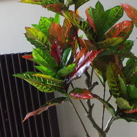 Artificial Tree 130cm Bright Modern - Realistic Variegated Croton Plant | Leaf Design UK