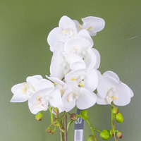 White Artificial Orchid Plant Gold Pot 54cm - Lifelike Floral Display