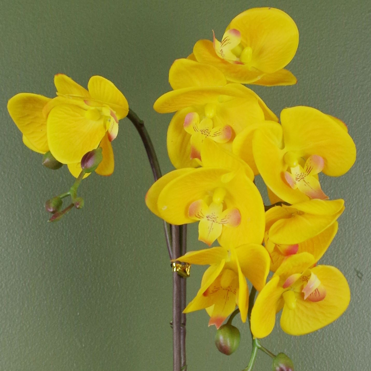 Yellow Orchid Artificial Golden Pot 48cm - Realistic Artificial Orchid Plant with Real Touch Leaves